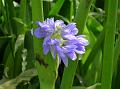 Arrow Leaf Pondweed